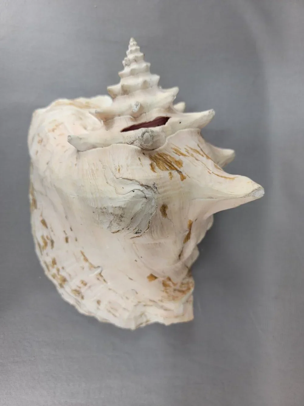 Vtg Natural Conch Seashell Shell Beach Nautical Home Decor Weathered Etched